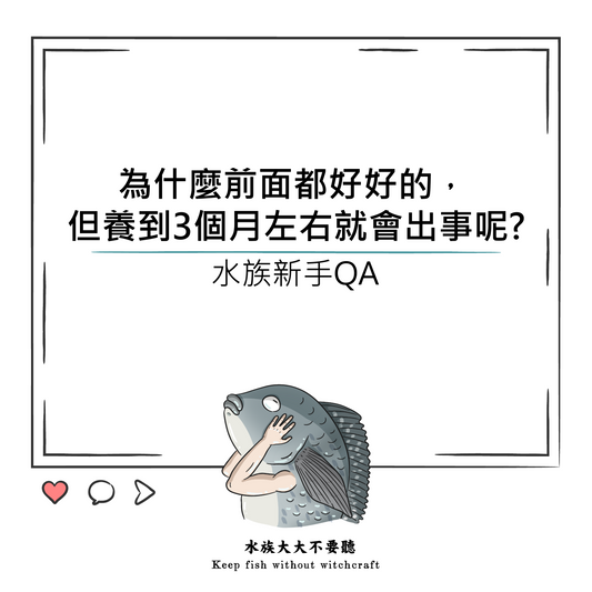 為什麼魚養到2-3個月就會出事呢?