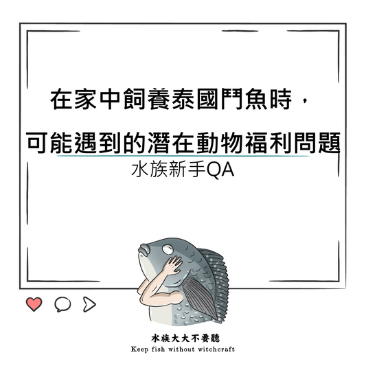 在家中飼養泰國鬥魚時,可能遇到的潛在動物福利問題