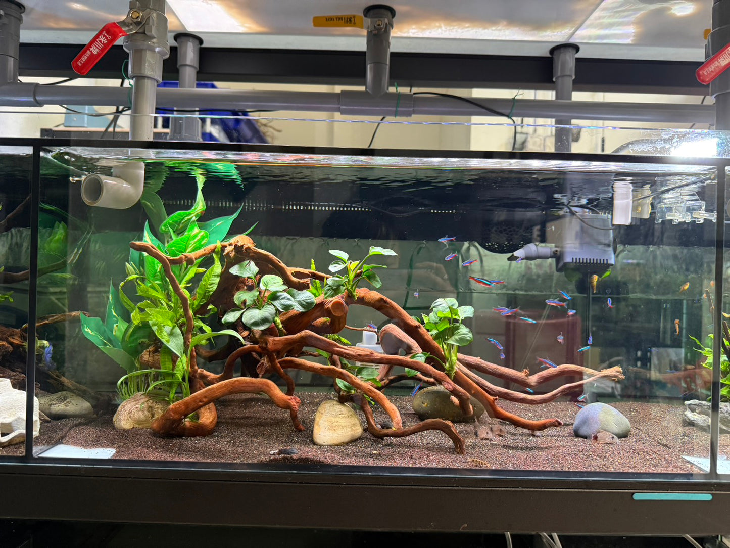 已養穩水草沉木造景組|可直接下缸