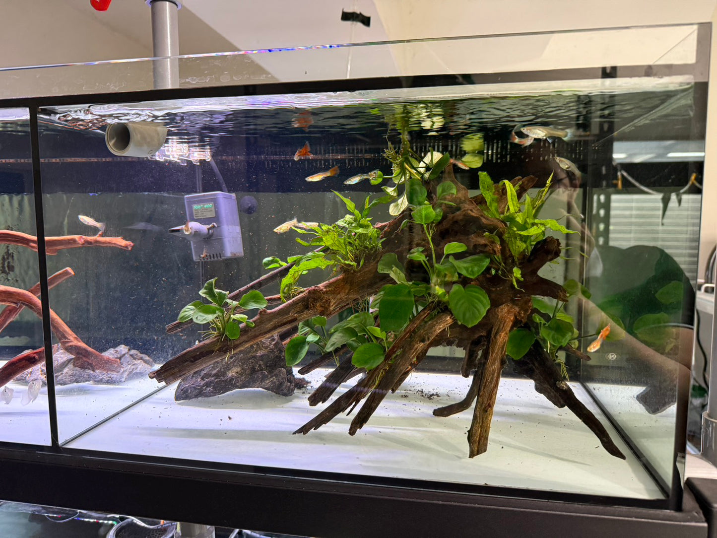已養穩水草沉木造景組|可直接下缸