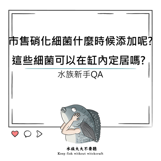 市售硝化細菌什麼時候添加呢?這些細菌可以在缸內定居嗎?