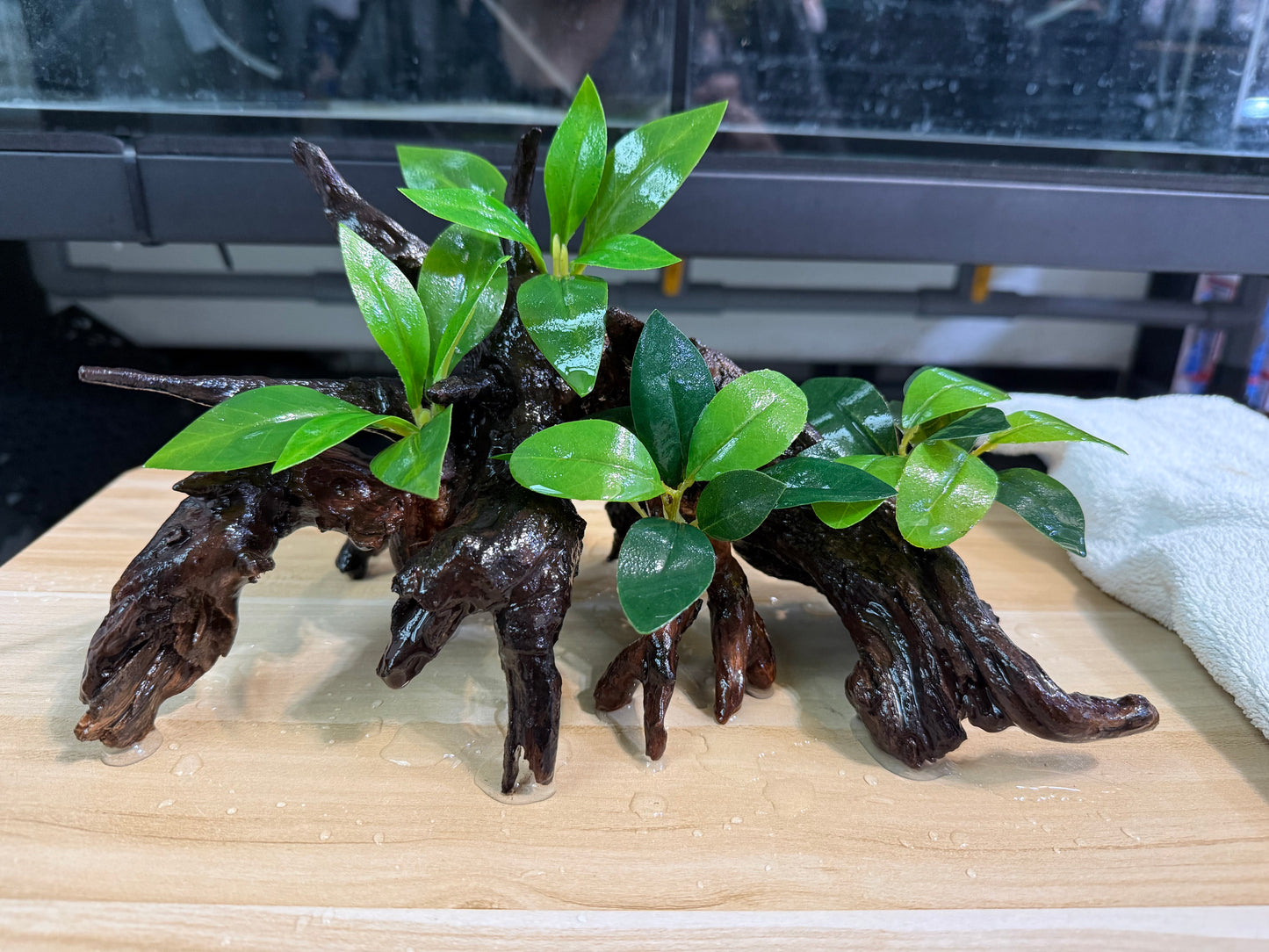 已養穩水草沉木造景組｜可直接下缸
