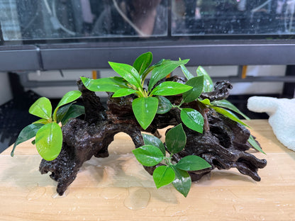 已養穩水草沉木造景組｜可直接下缸