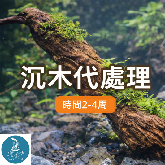 沉木代處理服務（泡沉＋水草養穩）