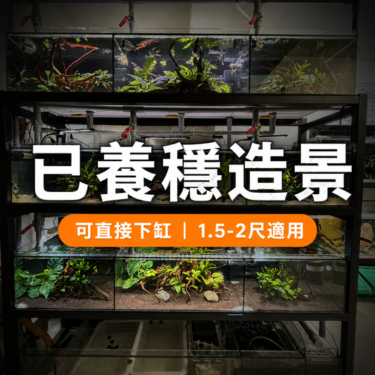 已養穩水草沉木造景組｜可直接下缸