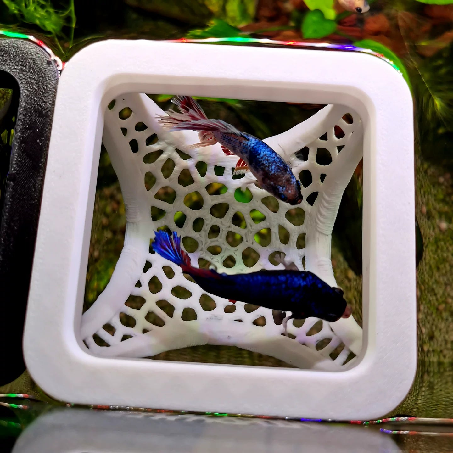 3D列印漂浮床／漂浮管（鬥魚用）