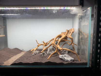 2尺高缸(60*45*45) 沉木造景