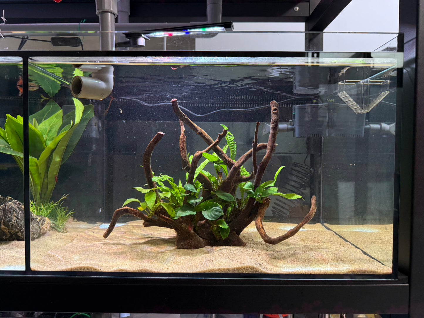 已養穩水草沉木造景組｜可直接下缸