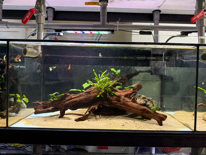 已養穩水草沉木造景組｜可直接下缸