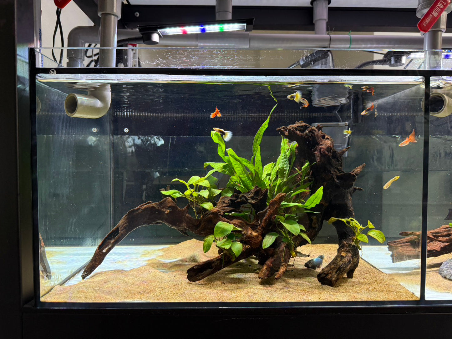 已養穩水草沉木造景組｜可直接下缸