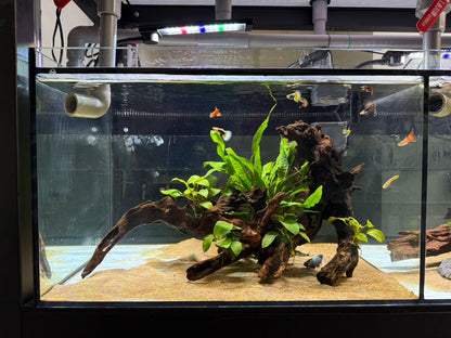 已養穩水草沉木造景組｜可直接下缸