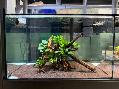 已養穩水草沉木造景組｜可直接下缸