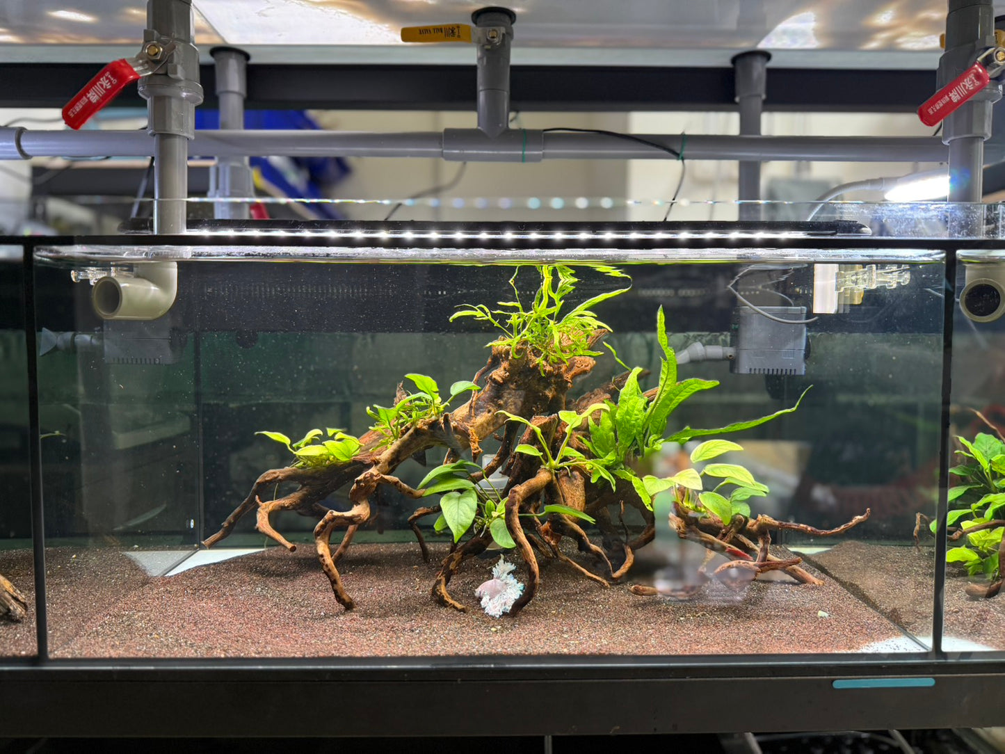 已養穩水草沉木造景組｜可直接下缸