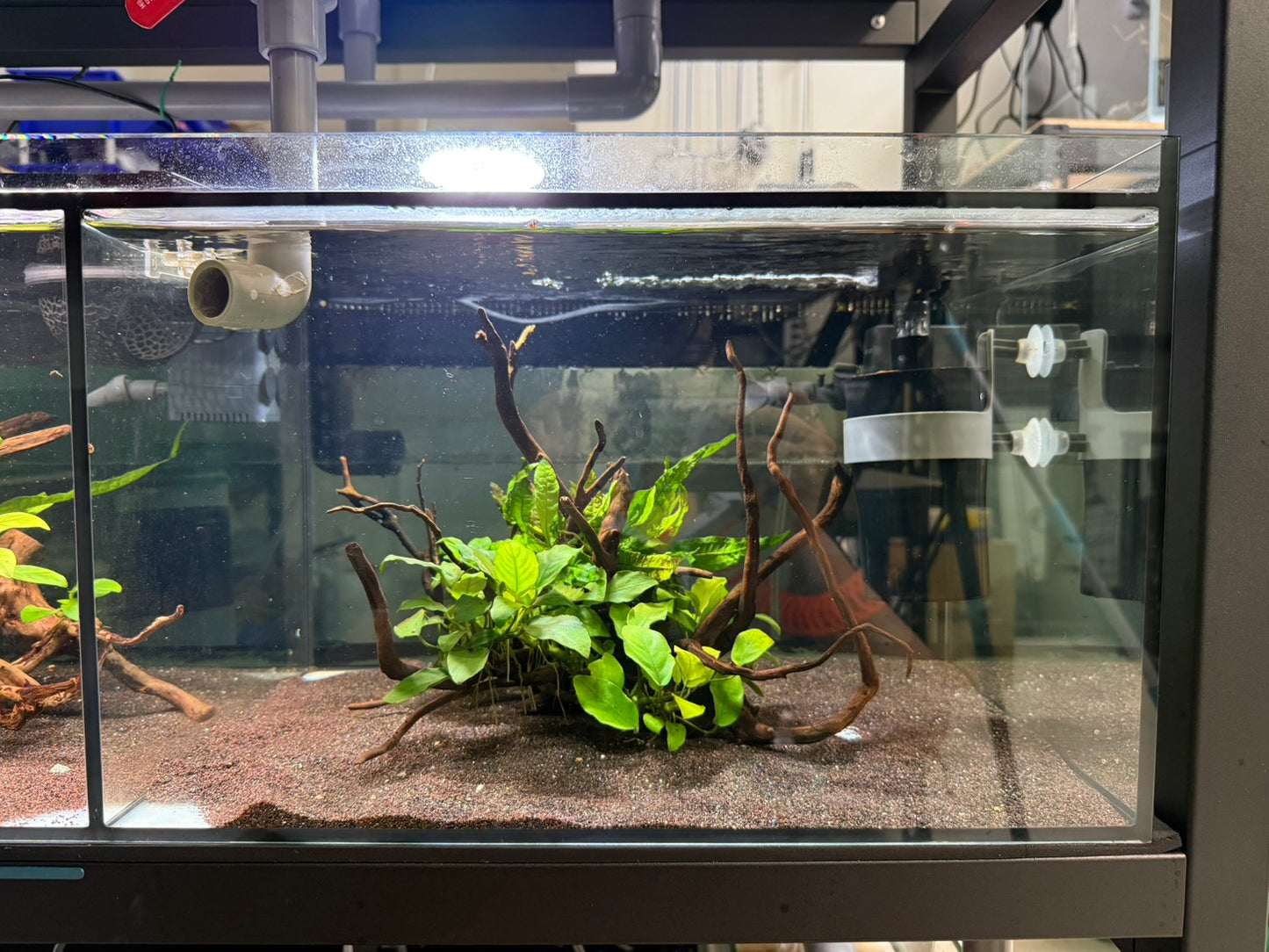 已養穩水草沉木造景組｜可直接下缸