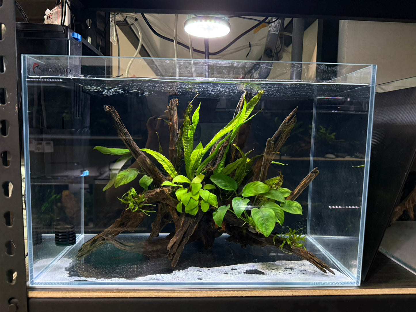 已養穩水草沉木造景組｜可直接下缸