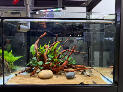 已養穩水草沉木造景組｜可直接下缸