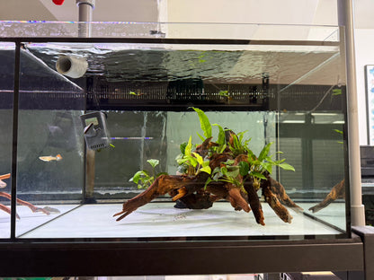 已養穩水草沉木造景組｜可直接下缸