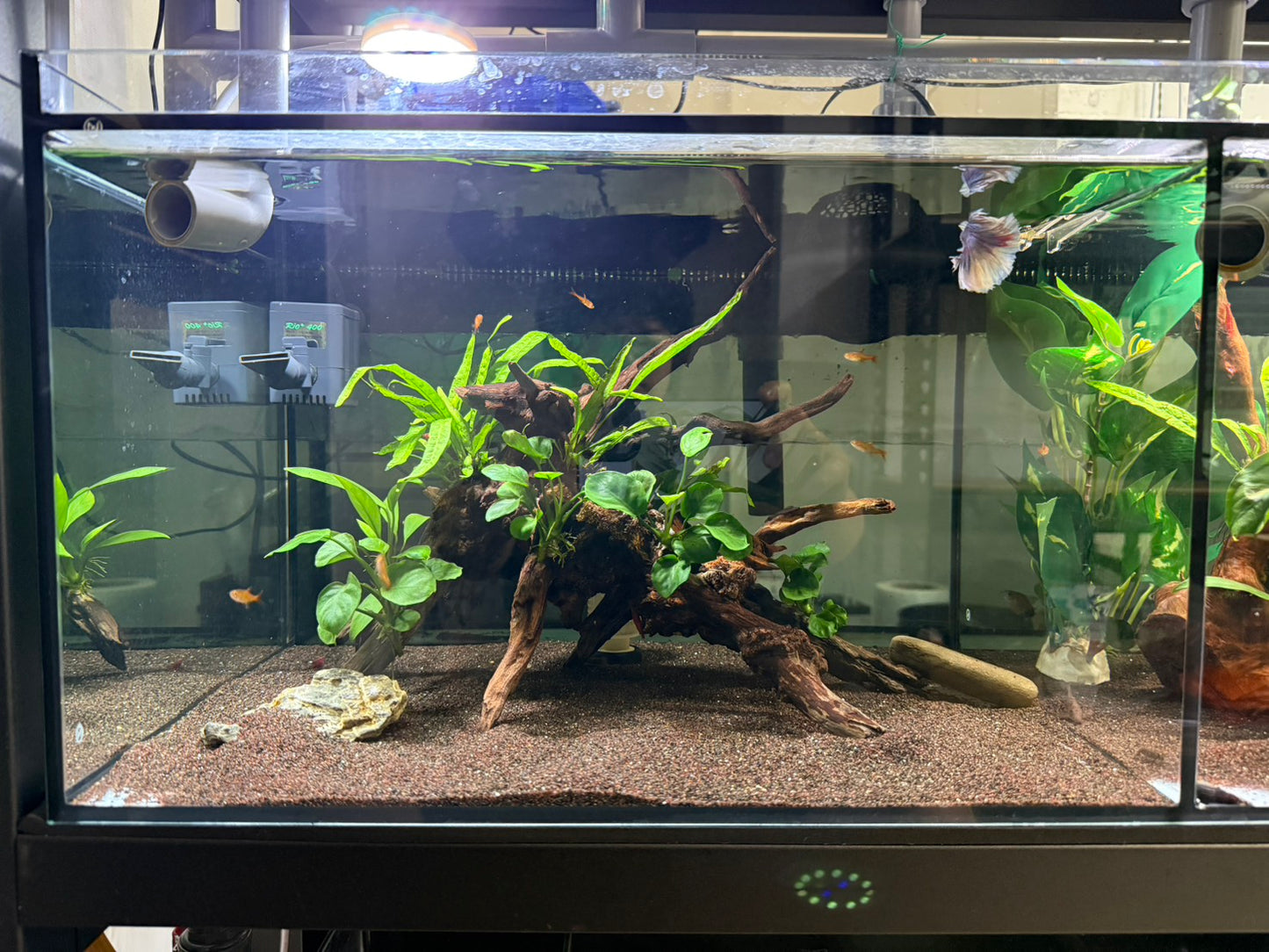 已養穩水草沉木造景組｜可直接下缸