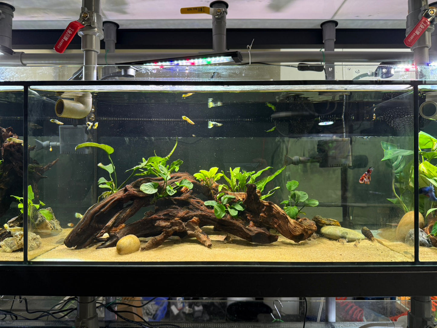 已養穩水草沉木造景組｜可直接下缸