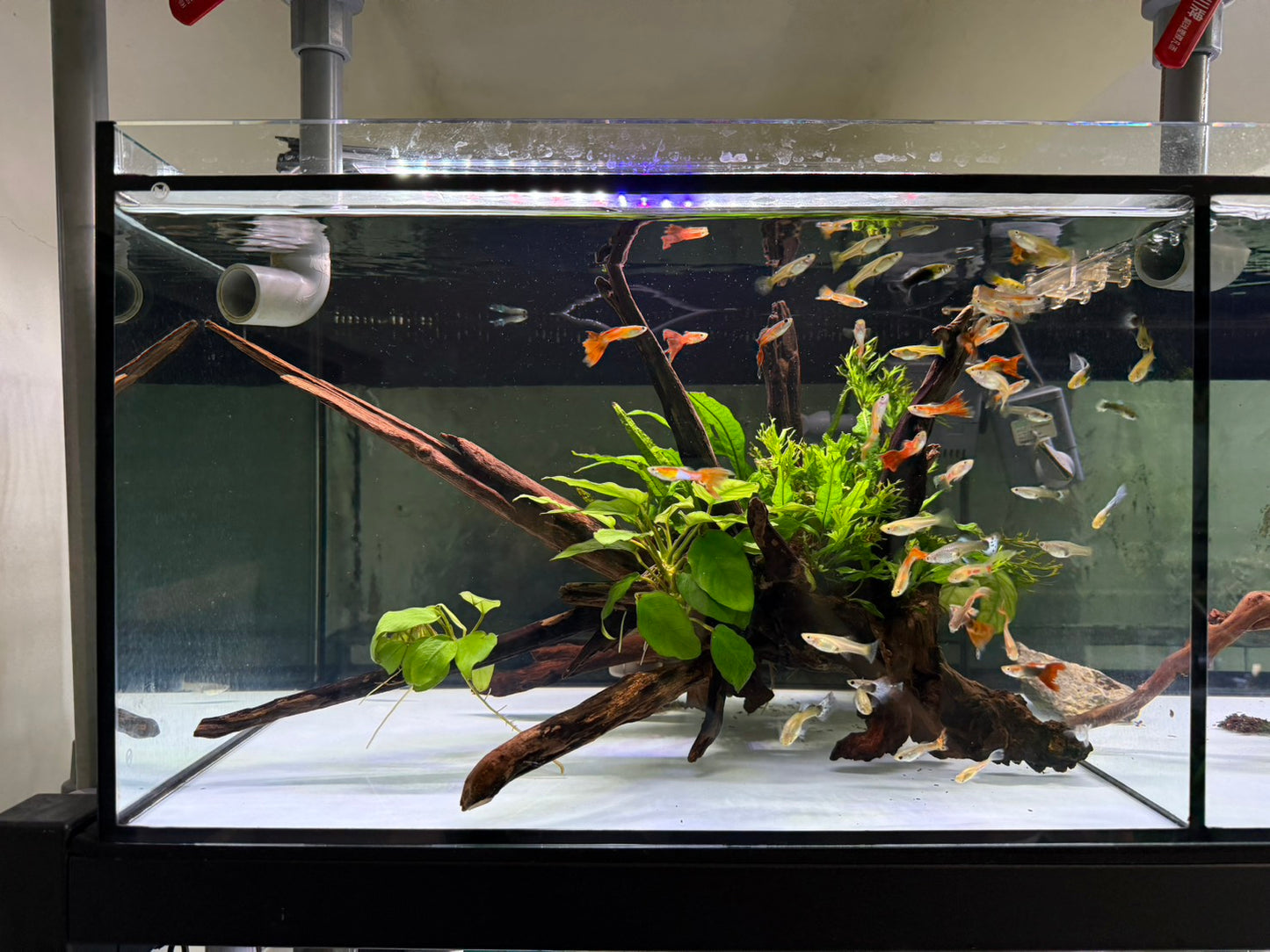 已養穩水草沉木造景組｜可直接下缸