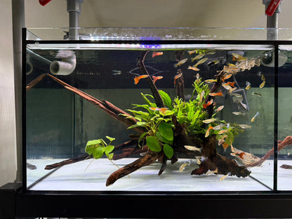 已養穩水草沉木造景組｜可直接下缸