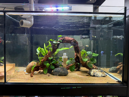 已養穩水草沉木造景組｜可直接下缸