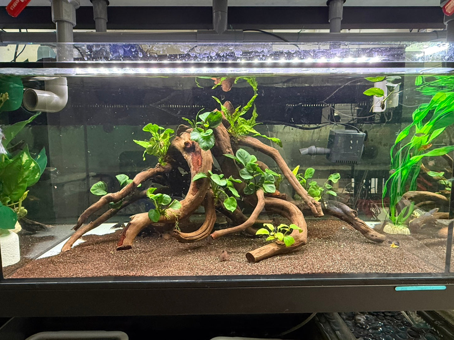 已養穩水草沉木造景組｜可直接下缸