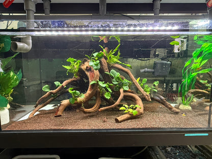 已養穩水草沉木造景組｜可直接下缸