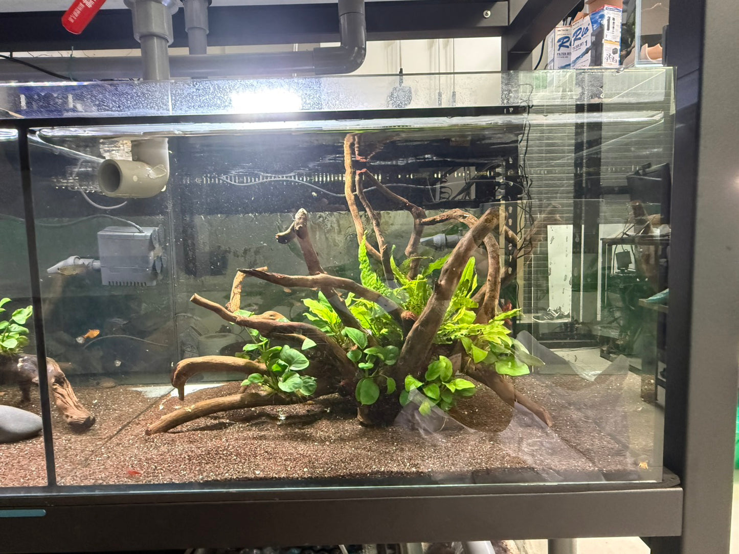 已養穩水草沉木造景組｜可直接下缸