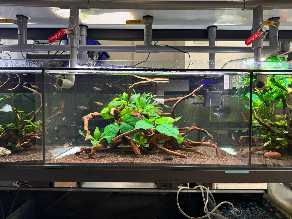 已養穩水草沉木造景組｜可直接下缸