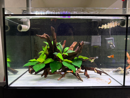 已養穩水草沉木造景組｜可直接下缸