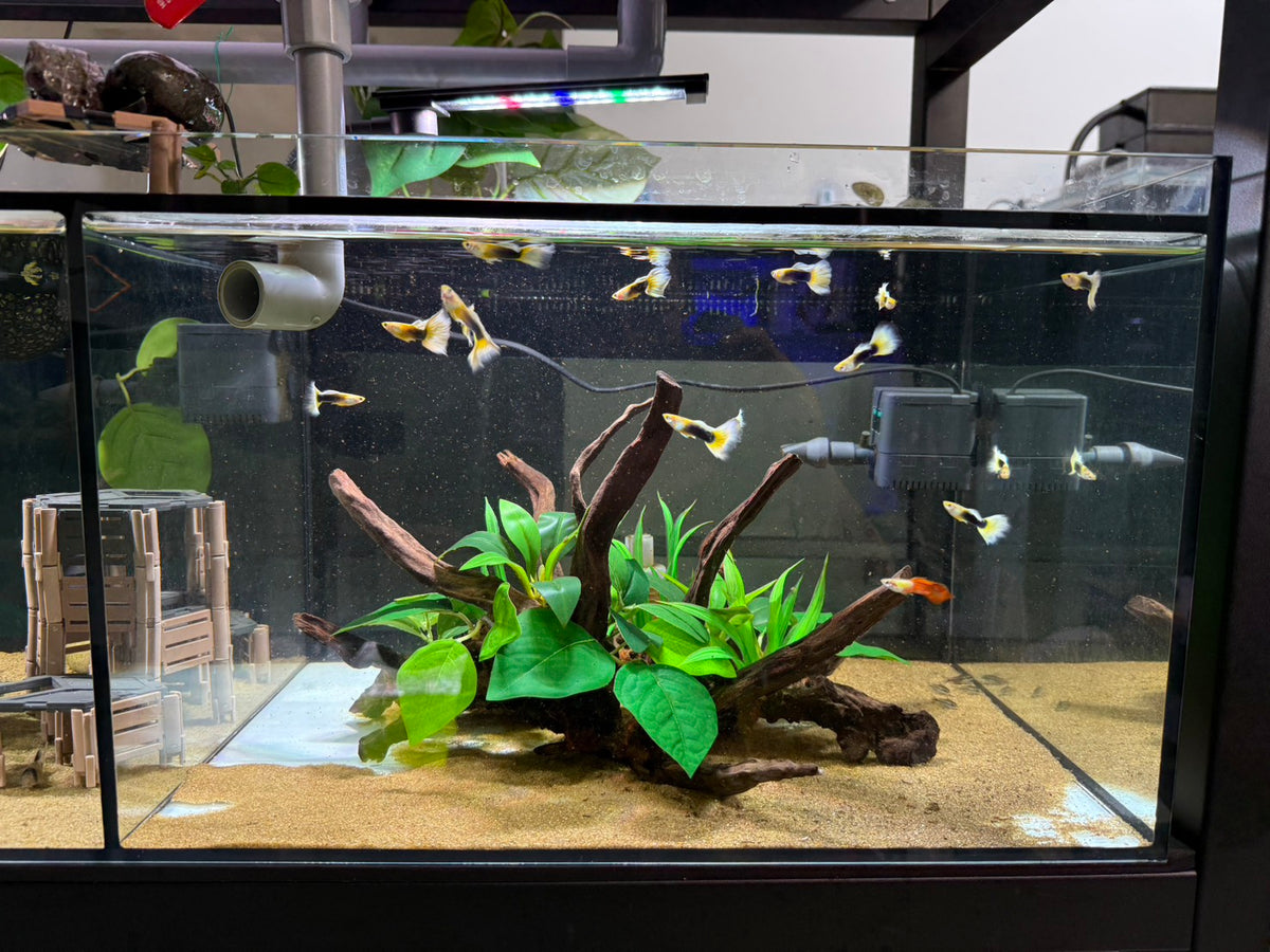 已養穩水草沉木造景組｜可直接下缸