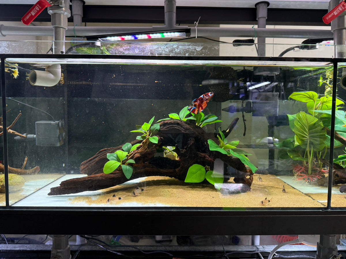 已養穩水草沉木造景組｜可直接下缸