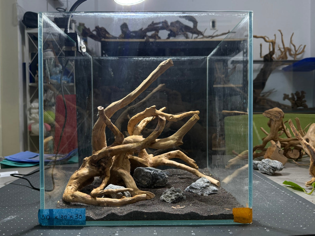 30立方缸(30*30*30) 沉木造景